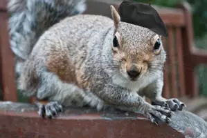 RuNDohneu