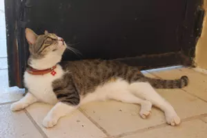 kaffeekatz