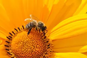 Fleißiges Bienchen