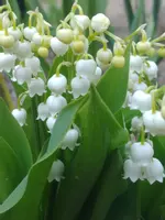 Convallaria majalis