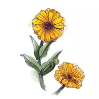 ringelblume