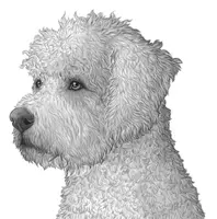 Schulhund - Herz