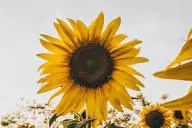 Madame🌻Adeline 