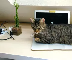 Nepomuk