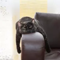 ABC-Katzen