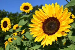 SunflowerBerlina
