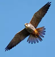 Falco Freithal