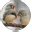 zebrafinken