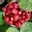 Fragaria