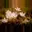 Anemone nemorosa