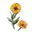 ringelblume