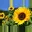 SunflowerBerlina