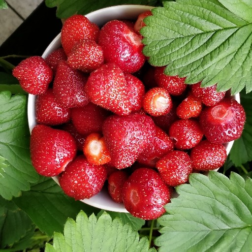 Fragaria