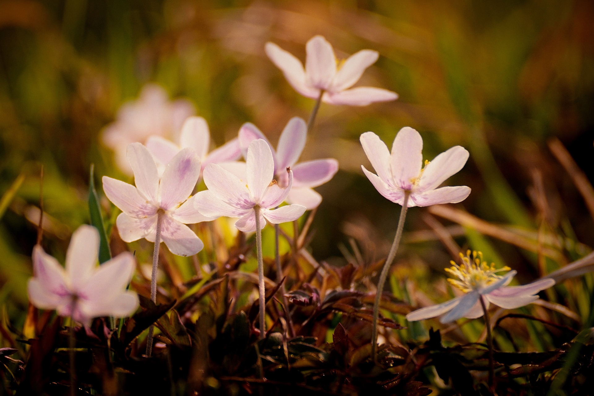Anemone nemorosa