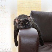 ABC-Katzen